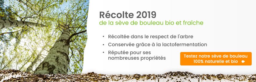 Récolte 2019 de sève de bouleau bio et fraîche: bienfaits